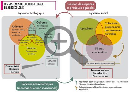Les systèmes de culture-élevage en agroécologie