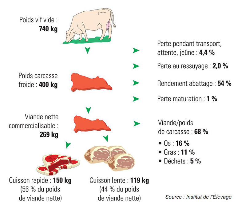 De l'animal au bifteck : rendement type d'une vache allaitante (Charolaise) de 400 kg de carcasse classée U3