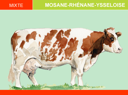 Mosane-Rhénane-Ysseloise