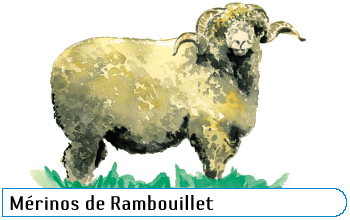 Mérinos de Rambouillet