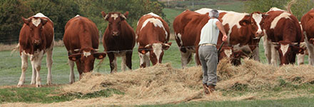 L'alimentation des bovins