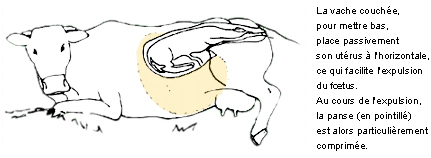 vêlage gestation bovin vêlage gestation bovin