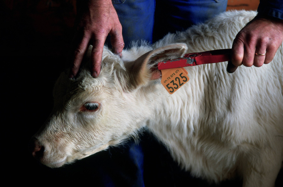 bouclage-du-veau-dans-les-7-jours-suivan