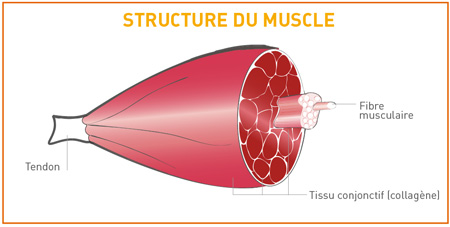 structure du muscle maturation de la viande