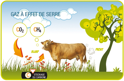 Rot des vaches, méthane et stockage de carbone