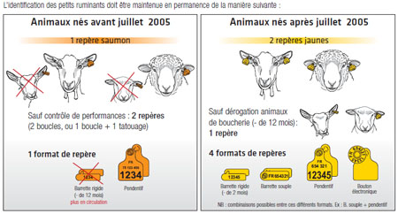 Identification des ovins