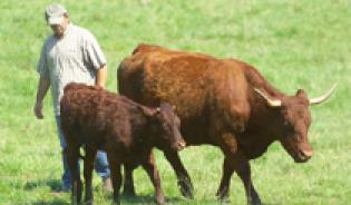 L'organisation de l'élevage bovin en France