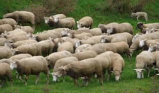 La rumination chez les ovins