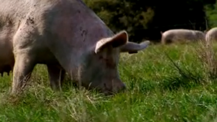 Elevage des porcs - Une alimentation équilibrée et contrôlée