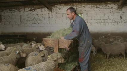 Histoire Métiers - Lionel, éleveur d'ovins