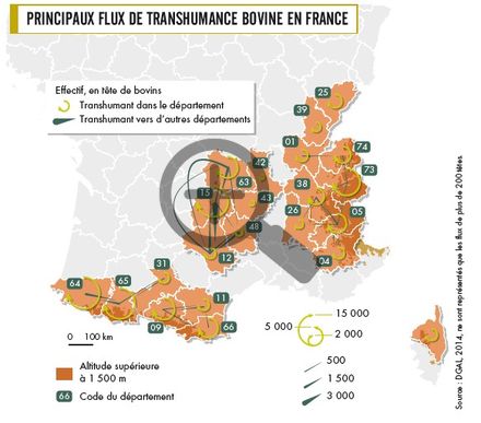Principaux flux de transhumance bovine en France