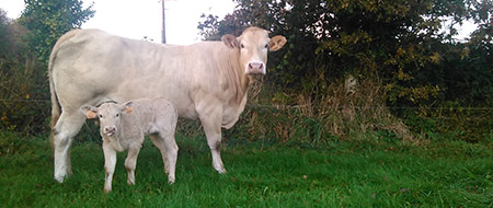 Lionel, éleveur en Bretagne