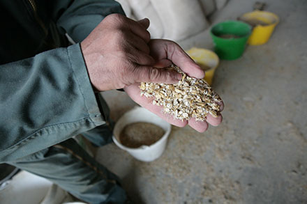 L'alimentation des bovins - compléments alimentaires