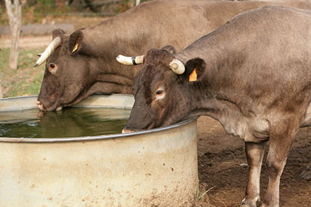 De l'eau potable à volonté