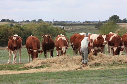 L'alimentation des bovins