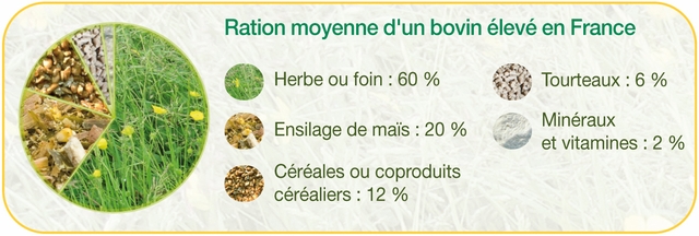 Ration moyenne d'un bovin élevé en France