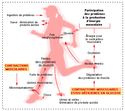 Le fer, un allié de la performance