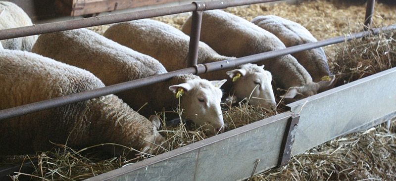 Alimentation des ovins - Les fourrages