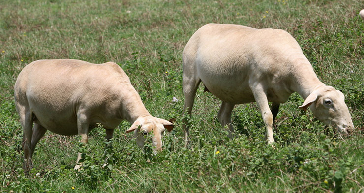 Pour les scientifiques en herbe - Pré des sources