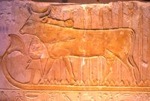 Animaux, histoires et légendes du monde Hathor