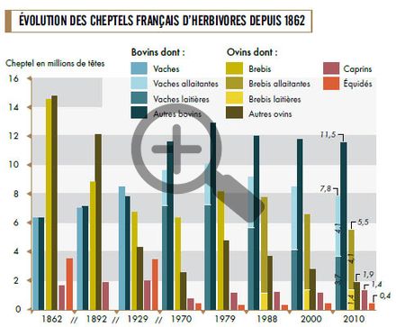 Évolution des cheptels français d'herbivores depuis 1862