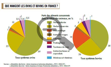 Que mangent les ovins et bovins en France?