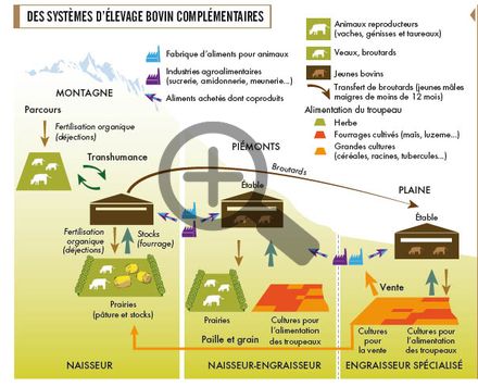 Des systèmes d'élevage bovin complémentaires