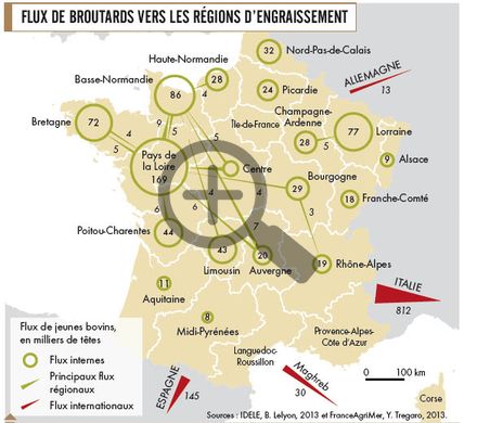 Flux de broutards vers les régions d'engraissement