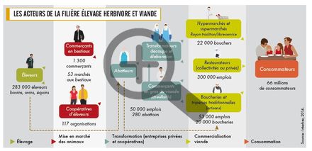 Les acteurs de la filière élevage herbivore et viande