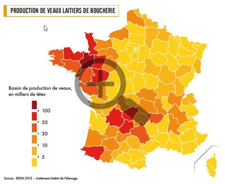 Production de  veaux laitiers de boucherie