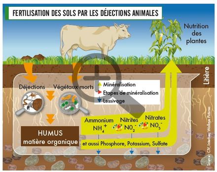 Fertilisation des sols par les déjetions animales