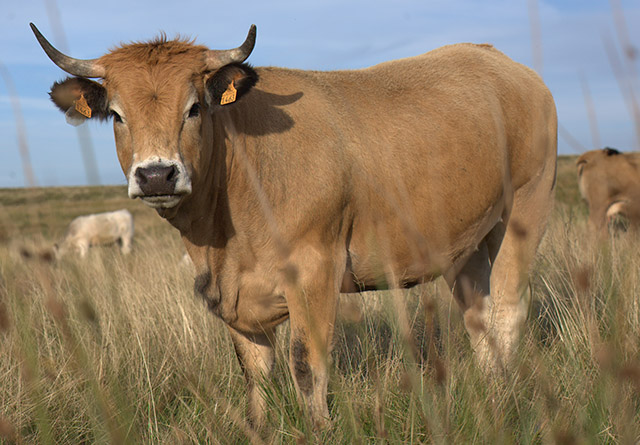 Races à viande - L'Aubrac