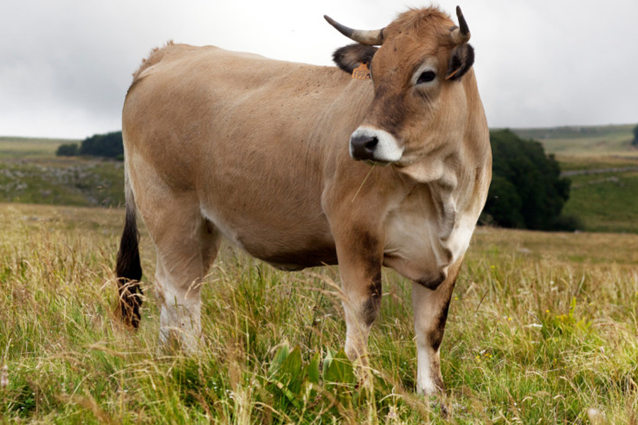 Les races bovines