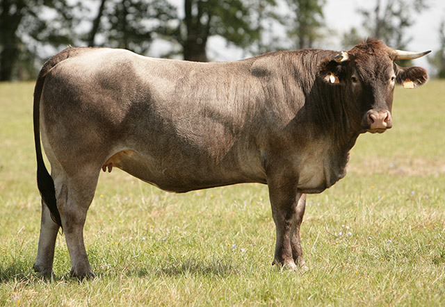 bazadaise-h_0 boeuf race à viande