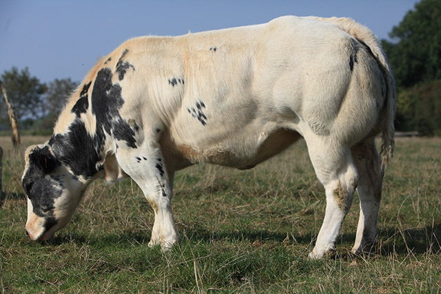 Races à viande - La Blanc bleu