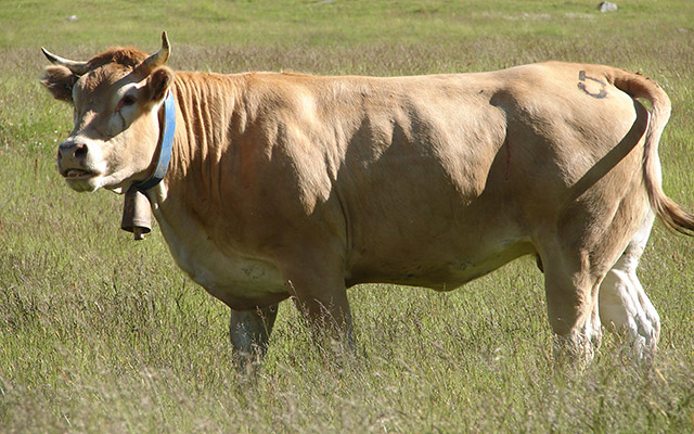 blonde_aquitaine-h boeuf race à viande