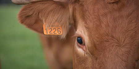 M.Z.A identification du bétail Étiquettes doreille numérotées pour les porcs de chèvres Porcs Vaches Étable doreille de veaux de bovins de moutons Lot de 100 bleu