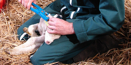 Pose d'une boucle à un agneau - identifications des ovins