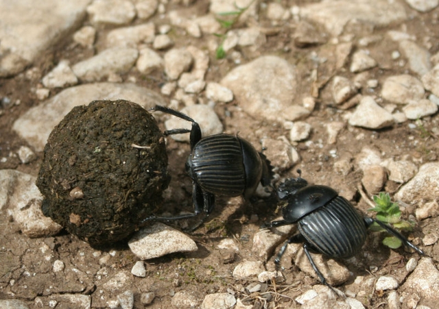 Les coléoptères, permettent l’intégration progressive des bouses qui viennent fertiliser les sols des pâtures.