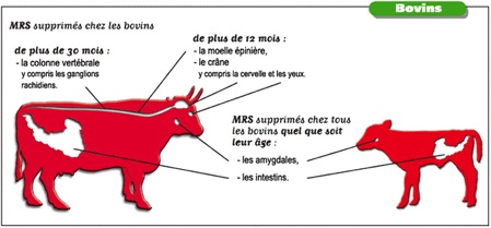 ESB MRS supprimés chez les bovins