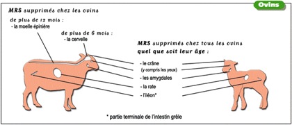 ESB MRS supprimés chez les ovins