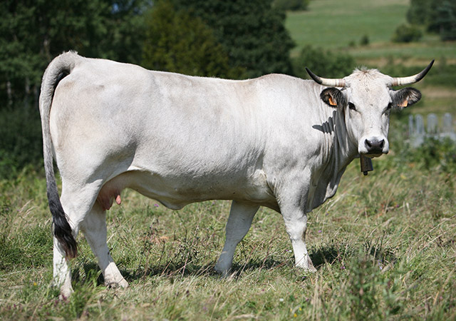 Races à viande - La Gasconne