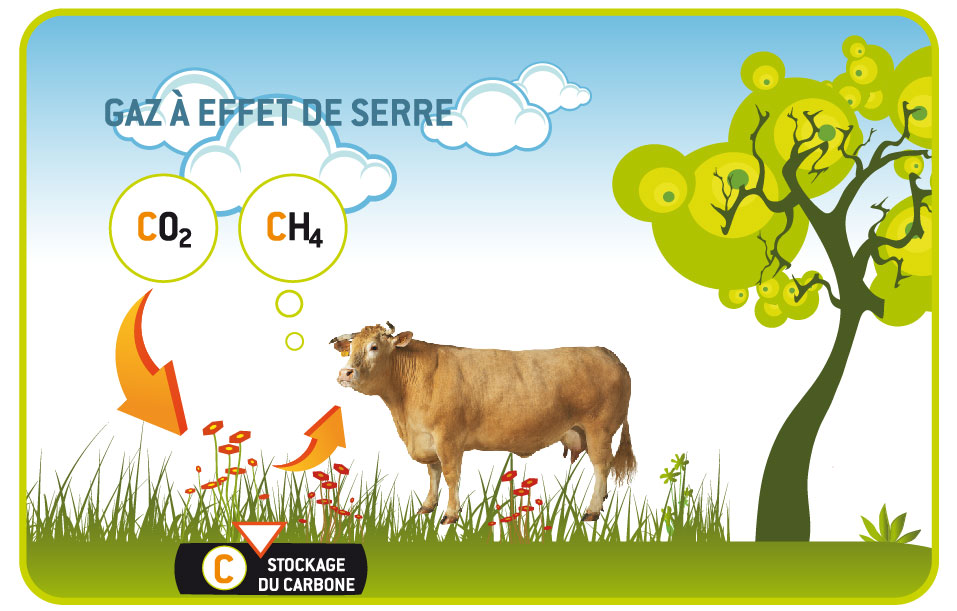 Rot des vaches, méthane et stockage de carbone