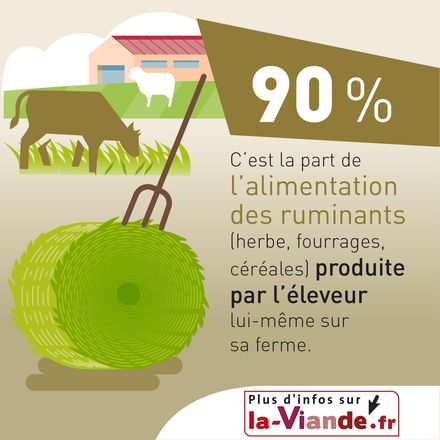 L'alimentation des herbivores