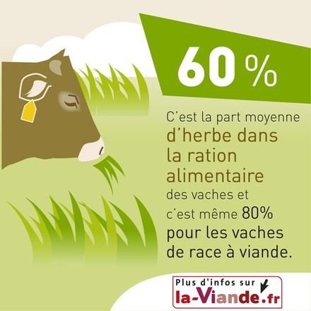 Lalimentation Des Bovins Animal Elevage La Viandefr