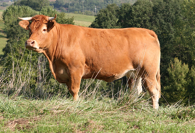 limousine-h_0 boeuf race à viande