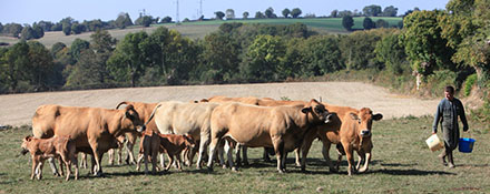 L'organisation de l'élevage bovin en France