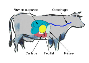 La rumination chez les bovins