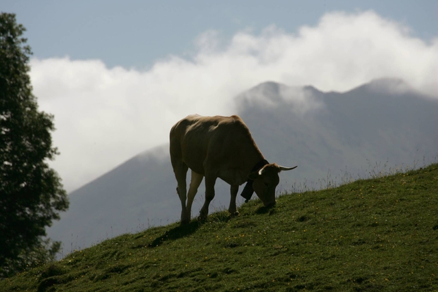 L'élevage et la prévention des risques naturels