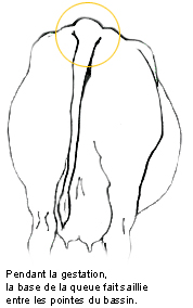 vêlage gestation bovin